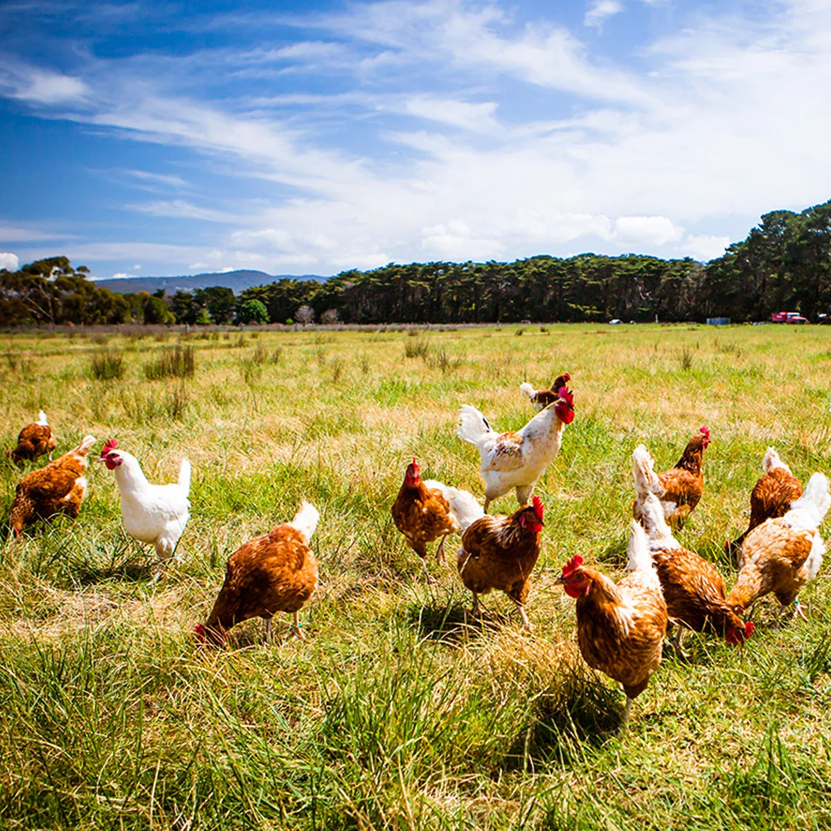 Fresh Chicken